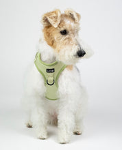 Load image into Gallery viewer, Combo Harness + pouch for dog - KIWI
